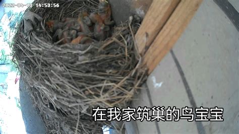 今天黃道吉日 鸟在我家筑巢